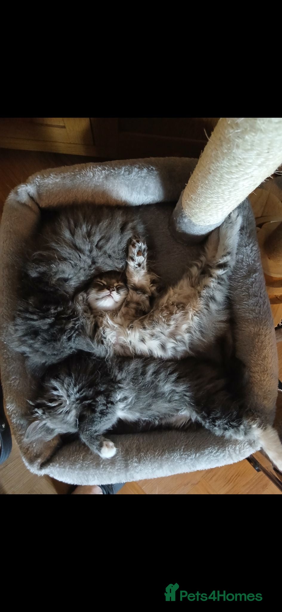 Maine Coon cats Maine Coon X British Shorthair - Advert 2