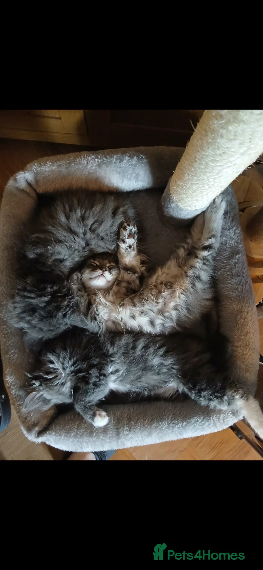 Maine Coon cats for sale: Maine Coon X British Shorthair in Poole - Advert 1