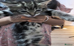 Mixed Breed cats for sale: 1 male mixed tabby  - Image 4