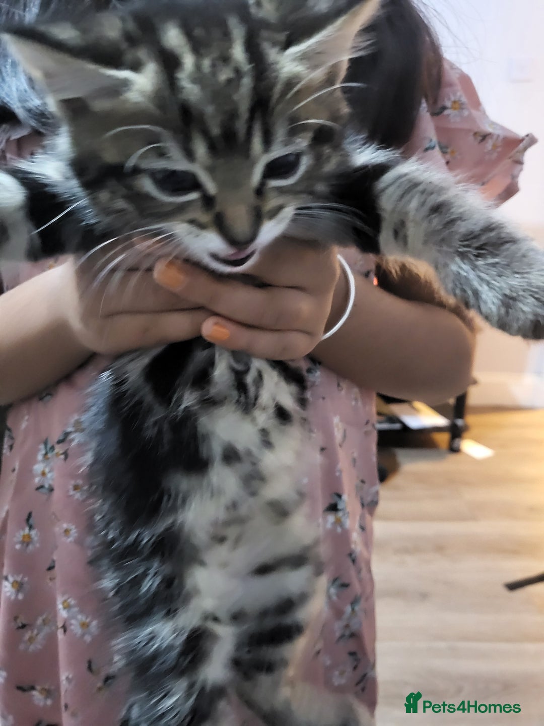 Mixed Breed cats for sale: 1 male mixed tabby  - Image 4