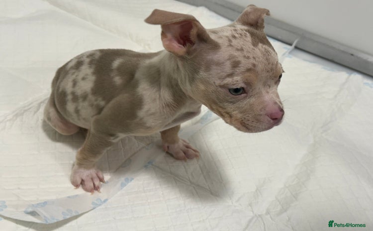 American Bully dogs ABKC Pocket bully puppies  - Advert 1