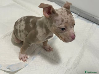 American Bully dogs ABKC Pocket bully puppies - Advert 2