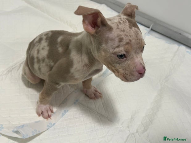 American Bully dogs ABKC Pocket bully puppies - Advert 1