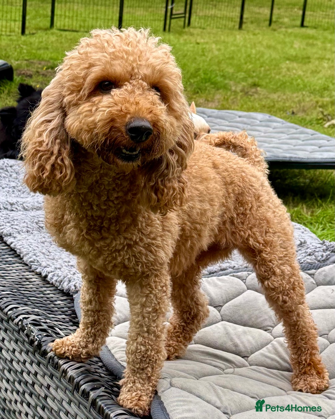 Cockapoo dogs for adoption: CoCo’s Story – Freedom After a Life of Cruelty - Image 5