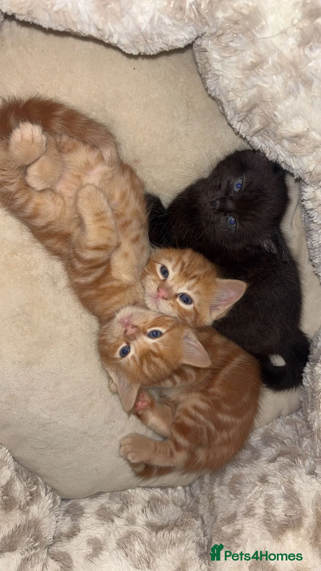 Ragdoll cats for sale: 3 cute and playful kitties  in Banbury - Advert 1