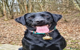 Labrador Retriever dogs for sale: Working Labrador puppies - Image 11