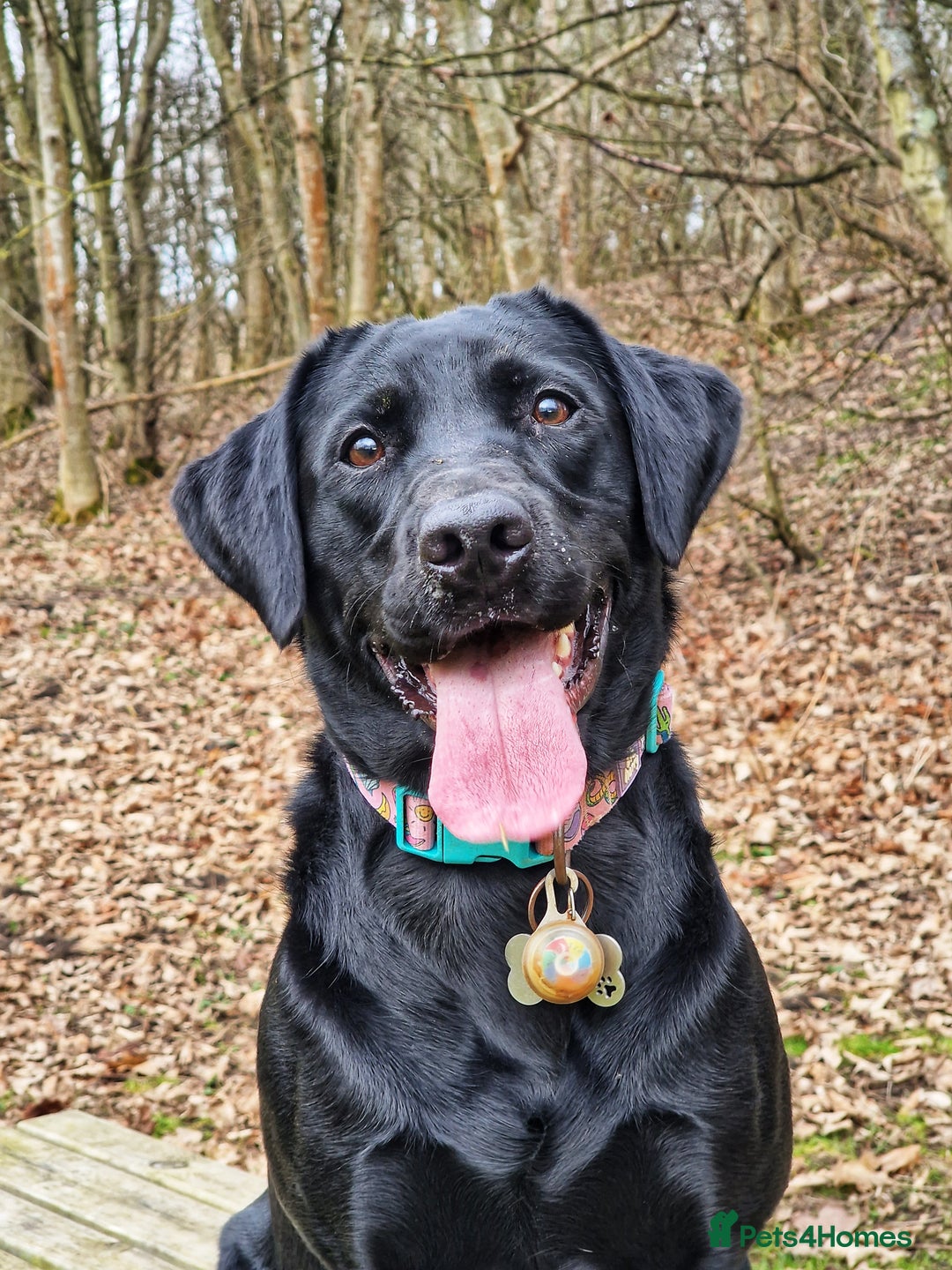 Labrador Retriever dogs for sale: Working Labrador puppies - Image 11