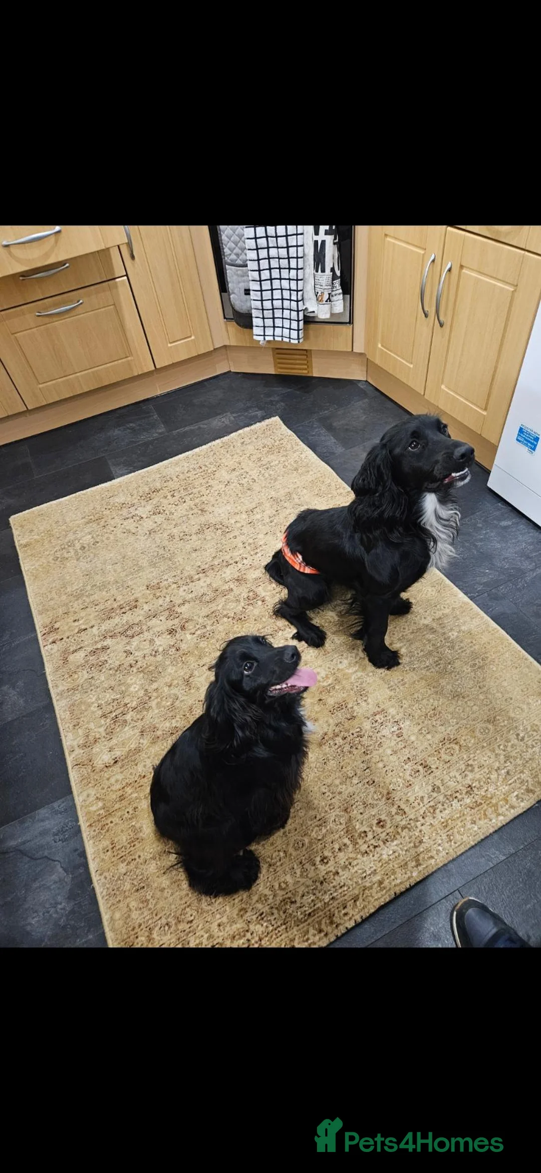 Cocker Spaniel dogs for stud: PROVEN KC REG WORKING COCKER SPANIEL STUD - Advert 4