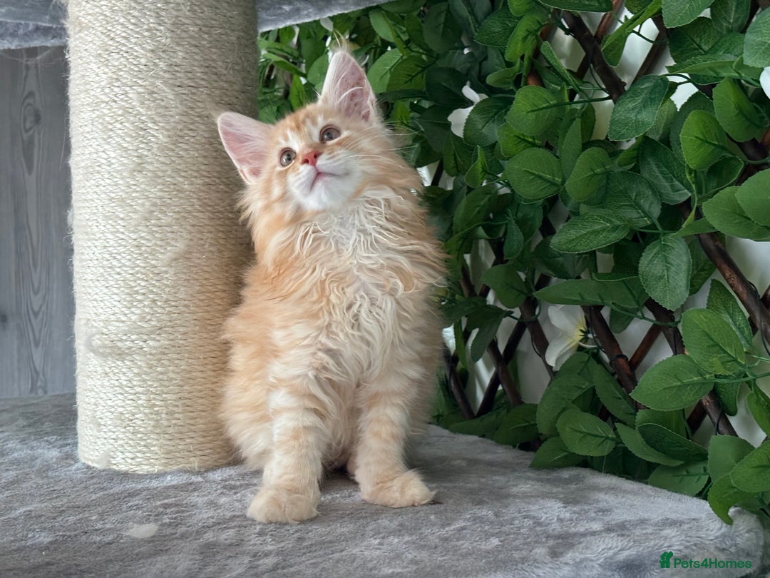 Maine Coon cats for sale: Tica DNA negative Maine Coon kittens  in Fordingbridge - Image 29