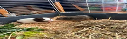 Guinea Pig rodents for sale: Baby Boy Guinea Pigs - Advert 3