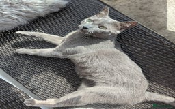 Russian Blue cats for sale: Affectionate Adult Male Cat for Sale - Image 2