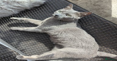 Russian Blue cats - Advert 13