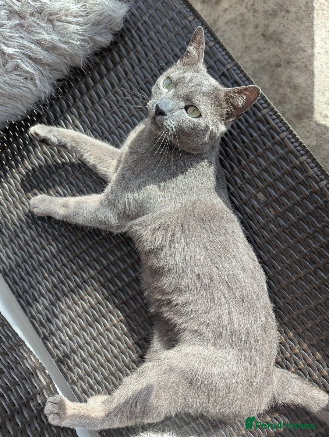Russian Blue cats for sale: Affectionate Adult Male Cat for Sale - Image 2