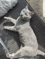 Russian Blue cats - Advert 5