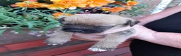 Mixed Breed dogs for sale: 6 lovely puppies 🐶 😍  - Advert 4