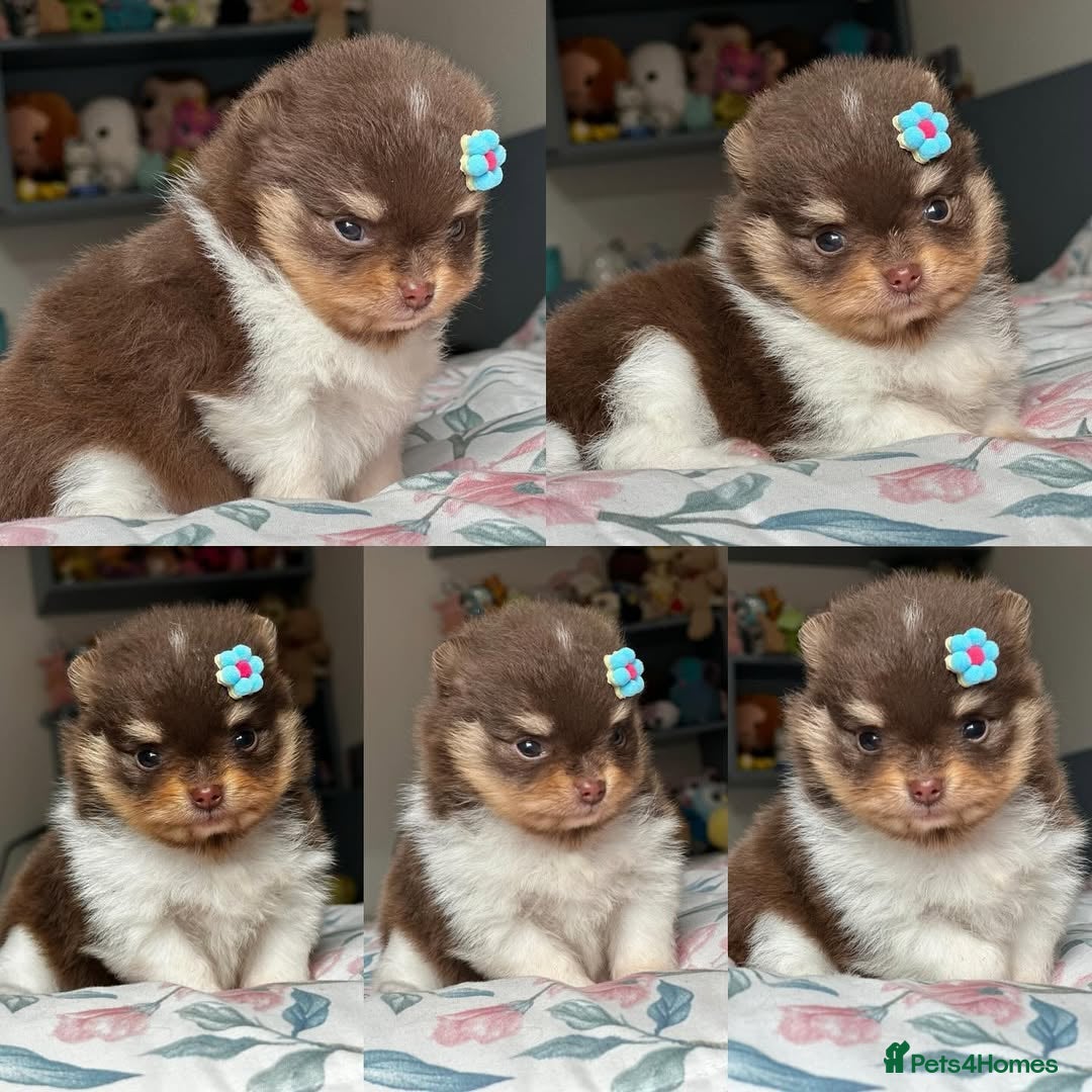 Pomeranian dogs for sale: 🧸🐾 Our Fluffy Pomeranian Puppies for Sale ✨💛 - Image 7