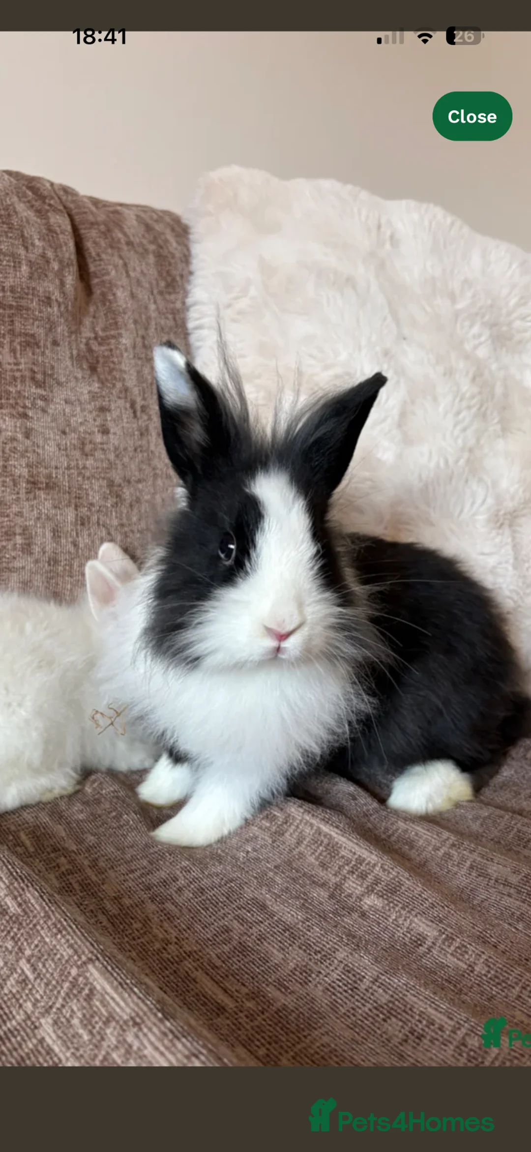 Lionhead rabbits for sale: lion heads in Boston - Advert 2
