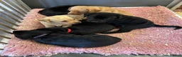 Labrador Retriever dogs for sale: Extensively health tested kc reg Labrador puppies. - Advert 6
