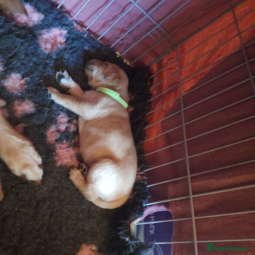 Labrador Retriever dogs for sale: Fox Red Labrador pups - Advert 13