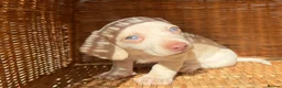 Miniature Dachshund dogs for sale: KC STUNNING COLOURED BLUE EYED SMOOTH & LONG COATS - Advert 22