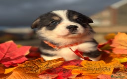 Welsh Corgi Pembroke dogs for sale: Champion Show quality stunning Corgi Puppies - Image 30