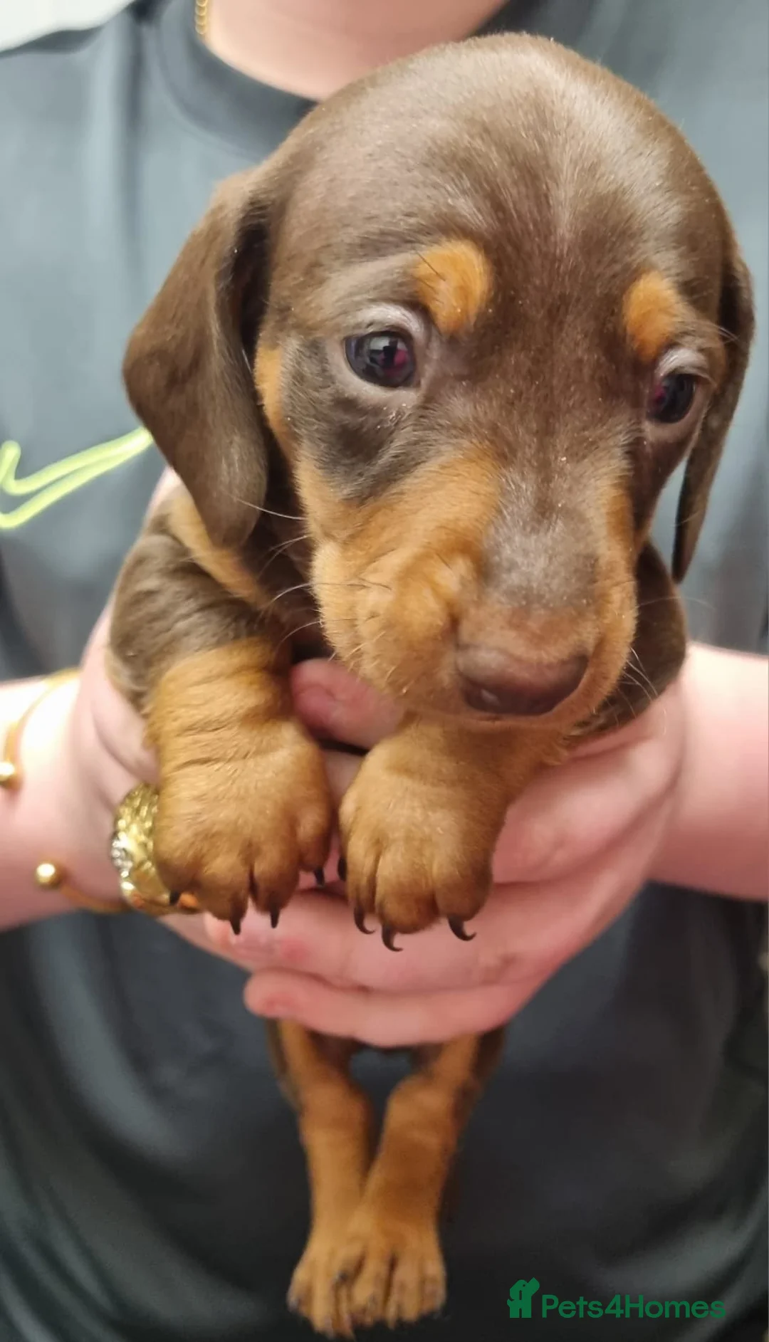 Miniature Dachshund dogs for stud: 🔥For stud proven miniature dachshund🔥   in Windsor - Advert 30