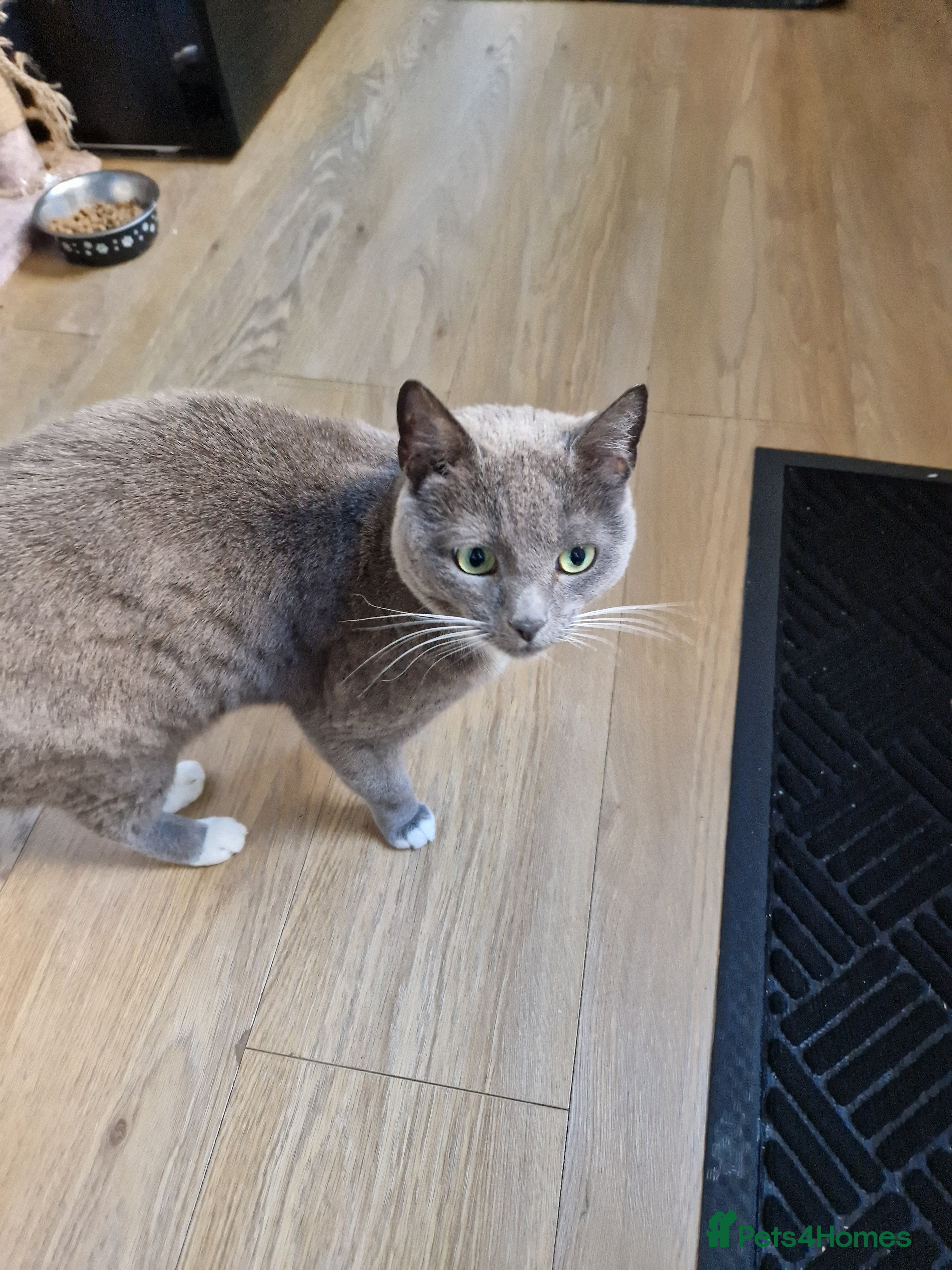 Mixed Breed cats Mixed Blue - Advert 19