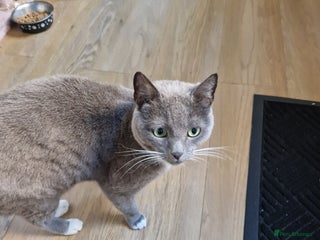 Mixed Breed cats - Advert 1