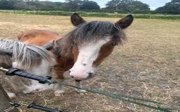 Irish Cob horses for sale: Buddy - Image 16