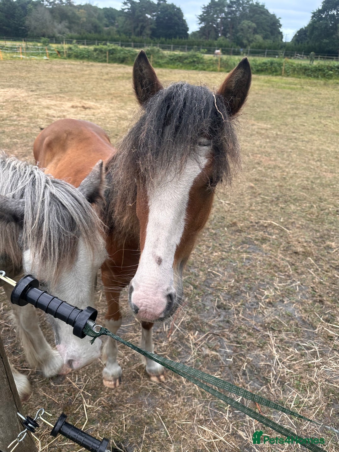 Irish Cob horses for sale: Buddy - Image 16