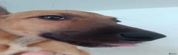 Lurcher dogs for sale: Beautiful Working Stock Female Lurcher Puppy - Advert 3