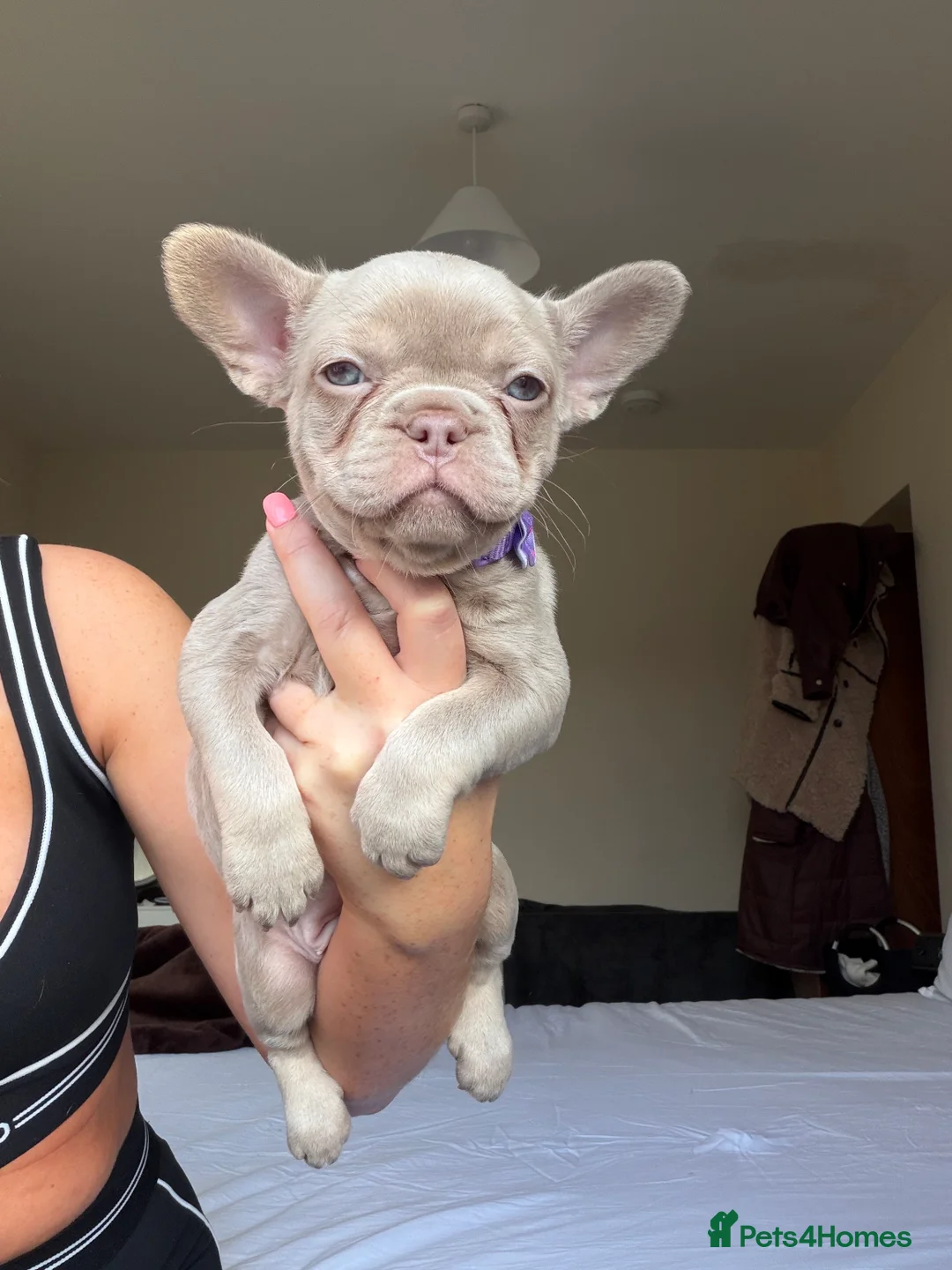 French Bulldog dogs for sale: French bulldog  - Advert 11