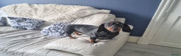 Dachshund dogs for sale: Daisy Dash. - Advert 2
