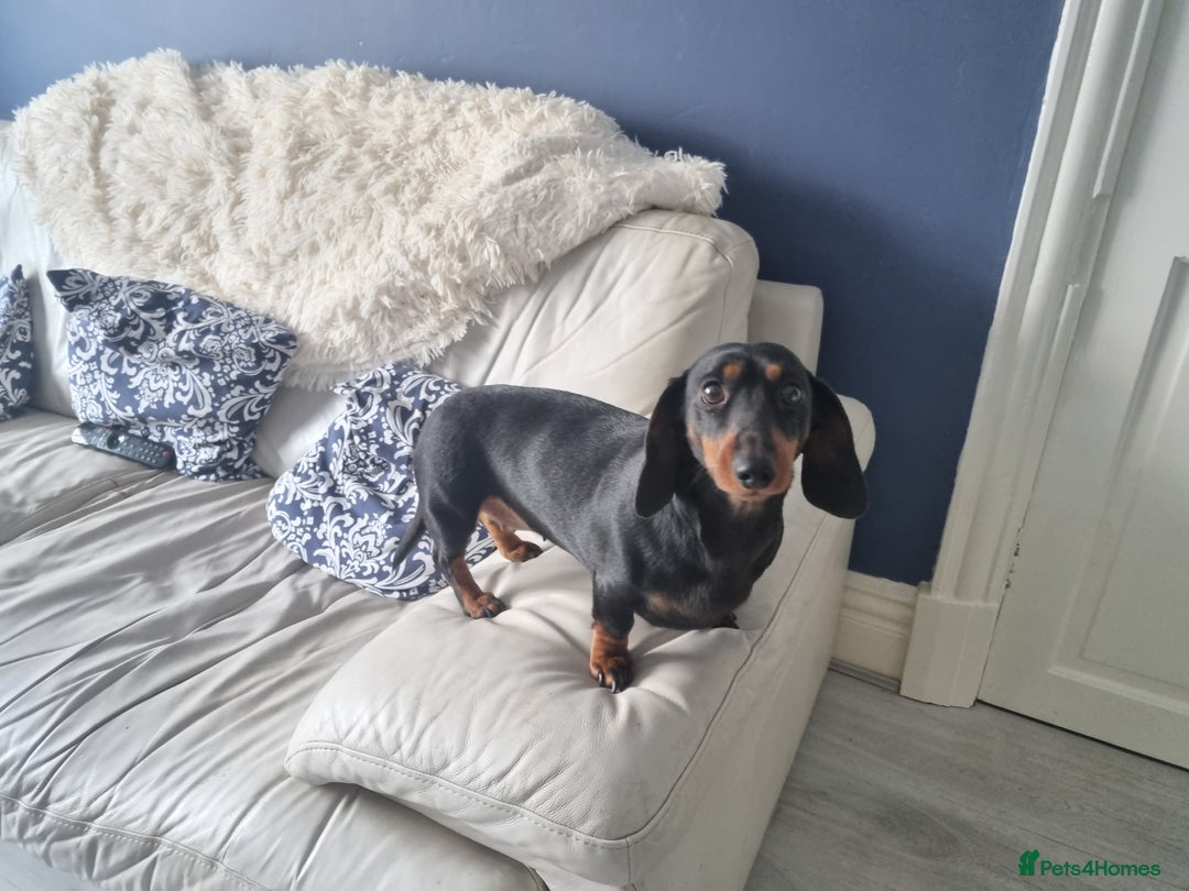 Dachshund dogs for sale: Daisy Dash. - Advert 2