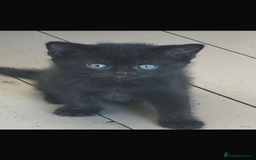 Mixed Breed cats for sale: Half British Blue Kittens  - Image 11