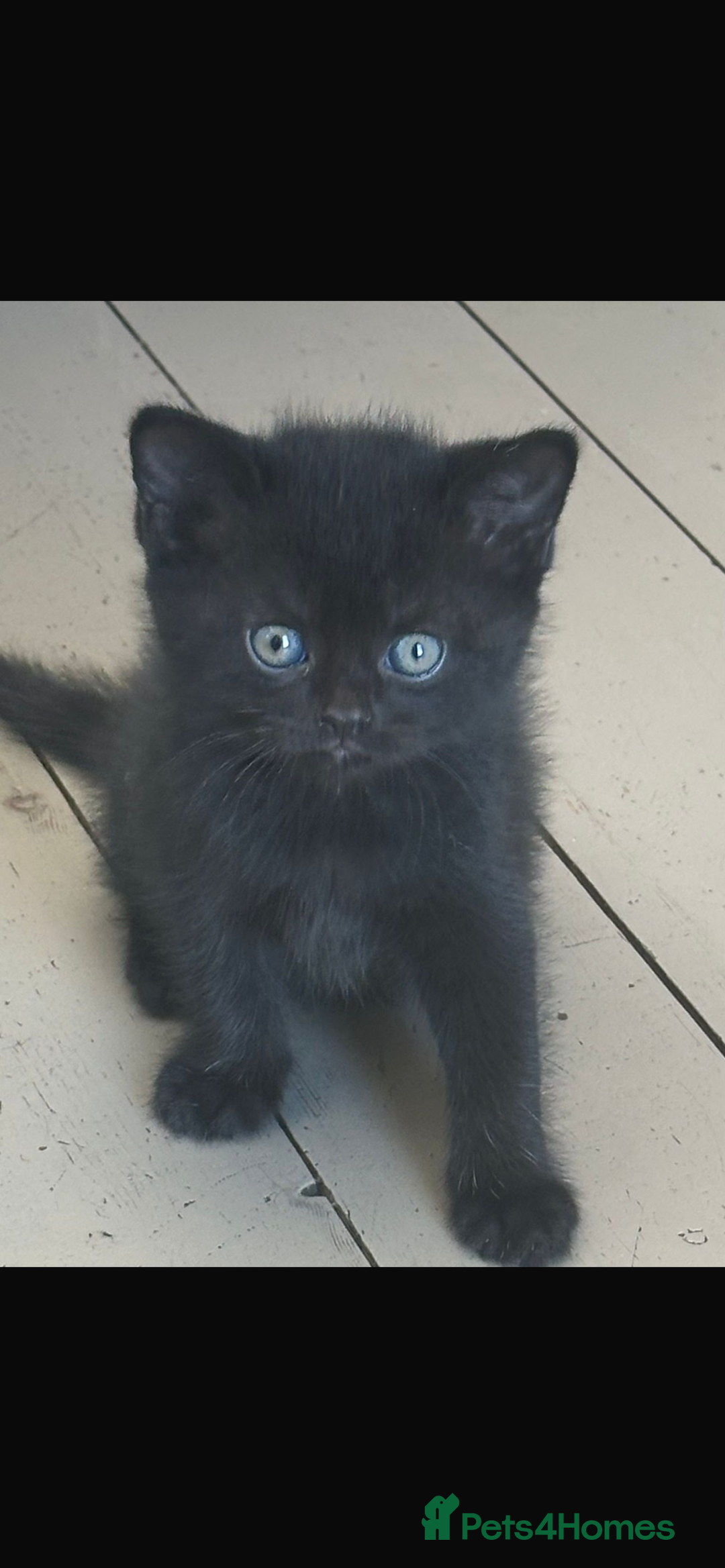 Mixed Breed cats for sale: Half British Blue Kittens  - Image 11