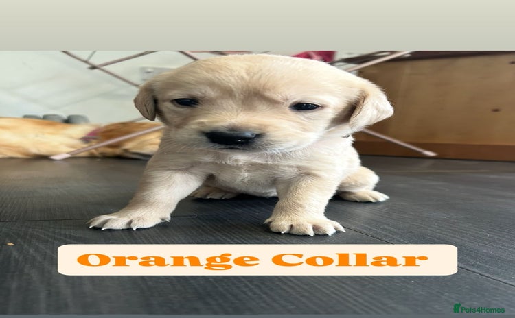 Goldador dogs - Advert 1