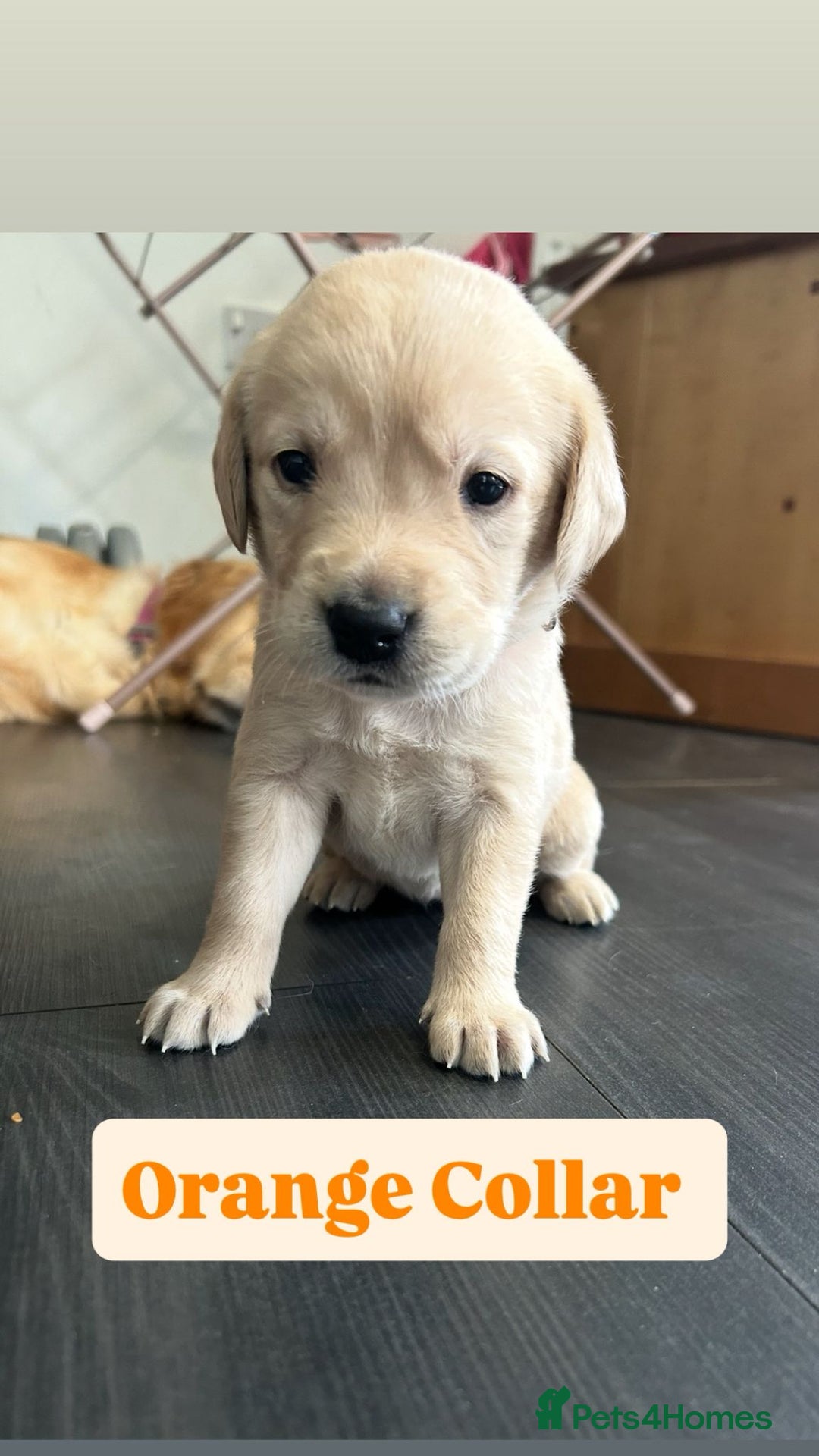 Goldador dogs for sale: BEAUTIFUL GOLDADOR FEMALES - Image 1