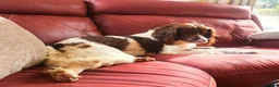 Cockerdor dogs for sale: Beautiful chocolate Springador puppies  - Advert 19
