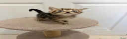 Mixed Breed cats for sale: 4 gorgeous kittens  - Advert 5