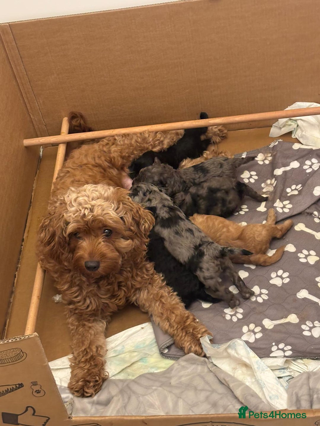 Cavapoochon dogs for sale: 6 cavapooschon puppies ready to go 18th January  - Advert 1