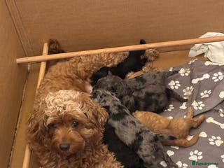 Cavapoochon dogs 6 cavapooschon puppies ready to go 18th January - Advert 12