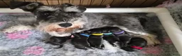 Miniature Schnauzer dogs for sale: Miniature Schnauzer in Pontypool - Advert 2