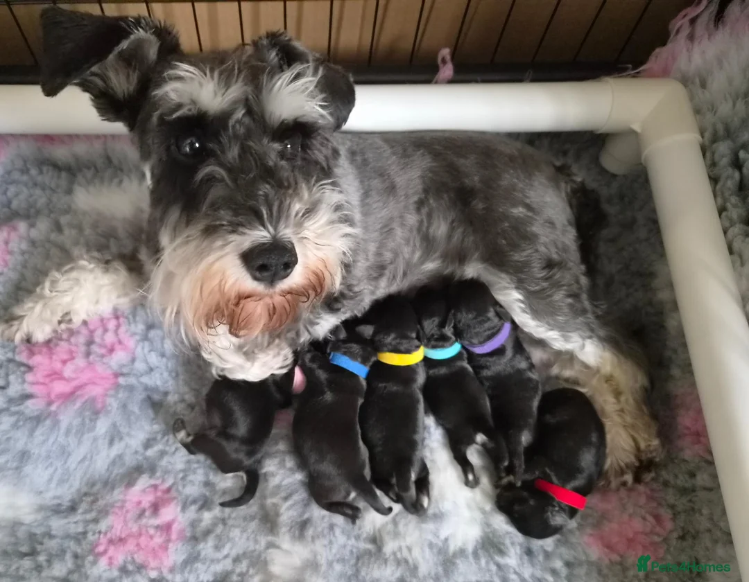 Miniature Schnauzer dogs for sale: Miniature Schnauzer in Pontypool - Advert 2