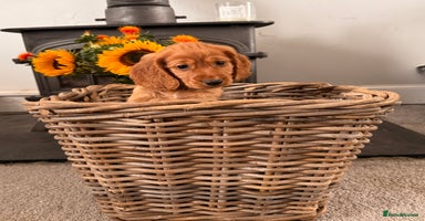 Cocker Spaniel dogs - Advert 12