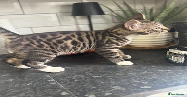 Mixed Breed cats - Advert 8