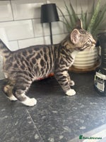 Mixed Breed cats - Advert 8