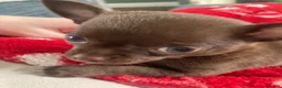 Chihuahua dogs for sale: Beautiful chocolate smooth coat chihuahua  in Middlesbrough - Advert 4