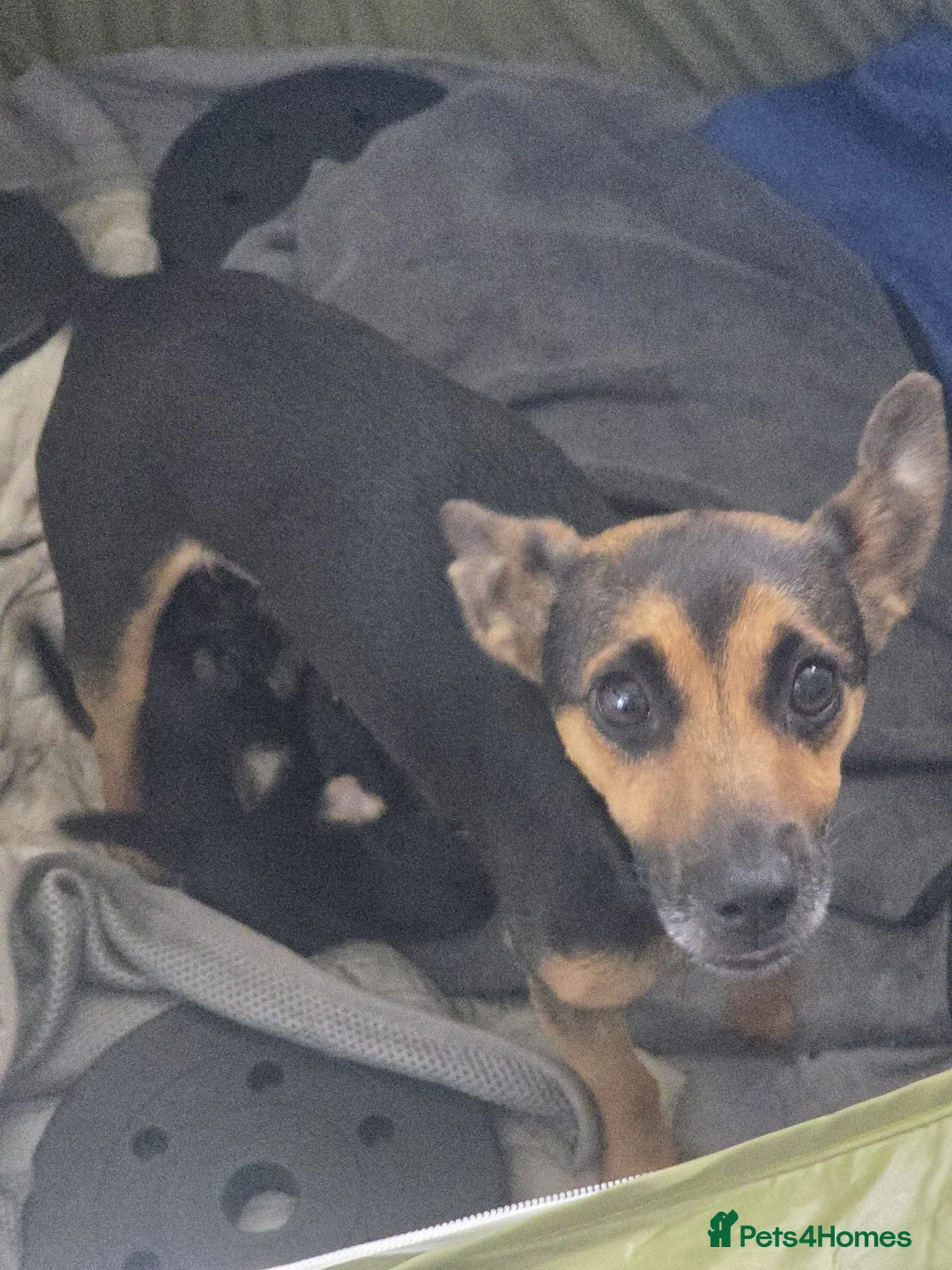 Jack Russell dogs for sale: Jack Russell puppies  in Newport - Advert 1