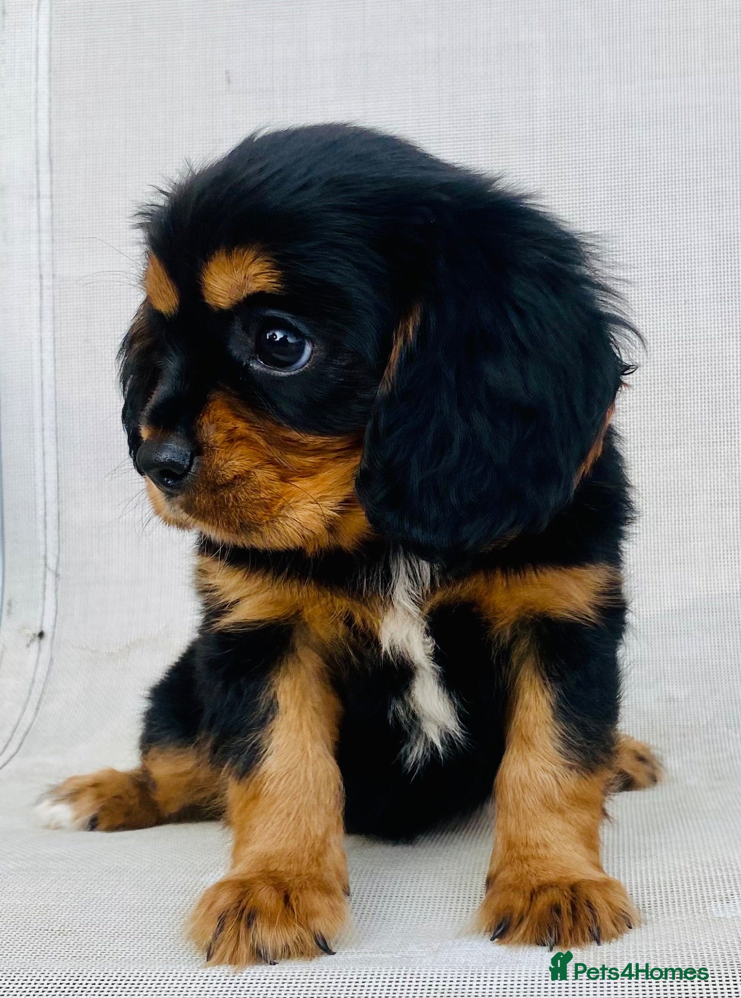 Cavalier King Charles Spaniel dogs K.C registered Black n Tan Cavalier King Charles - Advert 4